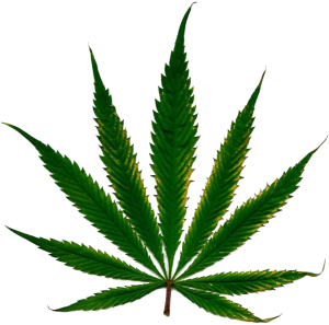 cannabis_leaf-300x297.png