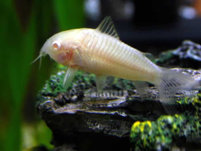 corydoras_albino.jpg