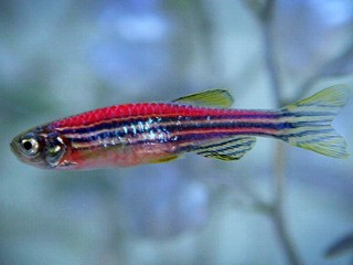 zebra_fish_071106_mn.jpg