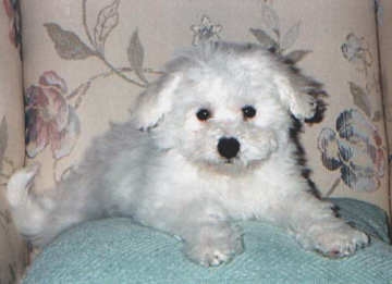 BichonFrise02.jpg