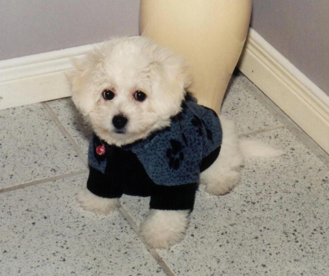 BichonFrise03.jpg