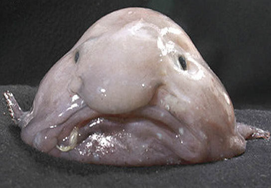 blobfish122way_custom-dd3fcd75ff56be0187f975e6bdcff58fc8188863-s800-c85.jpg